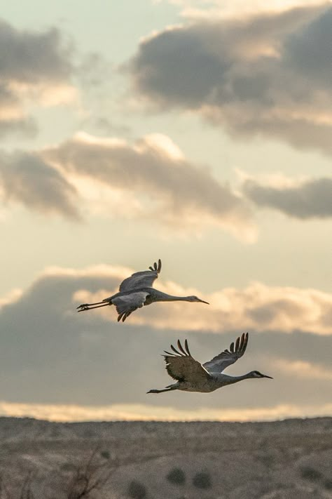 Sandhill Crane Photography, Sandhill Crane Flying, Sandhill Cranes Photography, Sandhill Crane Tattoo, Crane Aesthetic, Crane Photo, Crane Flying, Crane Painting, Crane Photography