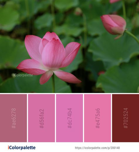 Color Palette ideas from 172 Lotus Images | iColorpalette Lotus Color Palette, Lotus Image, Lotus Plant, Pink Palette, Plant Images, Pink Lotus, Find Color, Colour Board, Colour Schemes