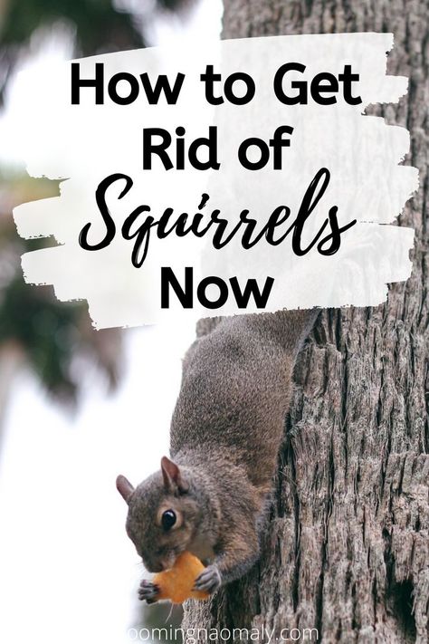 Squirrel Repellant, Get Rid Of Squirrels, Growing Geraniums, Ground Squirrel, Urban Gardens, Tulip Bulbs, Strawberry Plants, Red Squirrel, Garden Yard Ideas