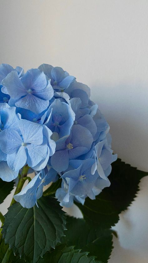 Hydrangea Wallpaper, Peonies And Hydrangeas, Baby Blue Aesthetic, Light Blue Aesthetic, Blue Aesthetic Pastel, Blue Tulips, Light Blue Flowers, Nothing But Flowers, Flower Therapy