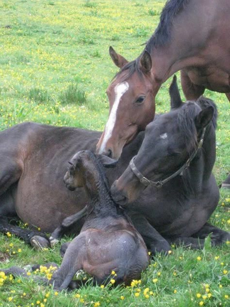 Welcome, little one. What an amazing moment. Baby Horses, Majestic Horse, I Love Horses, All About Horses, All The Pretty Horses, Horse Crazy, Love Horses, Pretty Horses, Horse Pictures