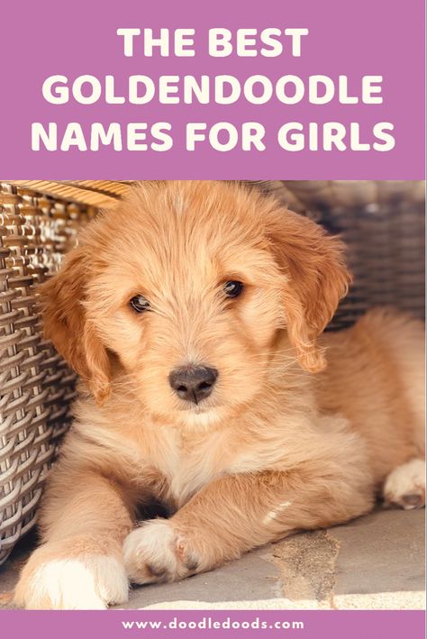 A List Of Names For Girl Goldendoodles Golden Doodle Puppy Names, Labordoodle Puppy, Goldendoodle Names Female, Goldendoodle Breeding Chart, Top Girl Dog Names, Names For Goldendoodles, Cute Golden Doodle Names, Yorkie Names Girl, Unique Girl Dog Names List