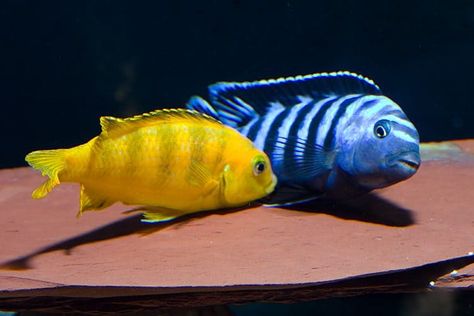 Mbuna Cichlids, African Cichlid Tank, African Cichlid Aquarium, Lake Malawi Cichlids, Cichlid Aquarium, Malawi Cichlids, Cichlid Fish, Tropical Freshwater Fish, Fresh Water Fish Tank