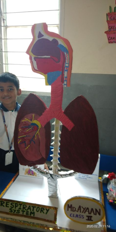 Model Of Lungs Project, Human Respiratory System Model, Lung Model Projects, 3d Respiratory System Project, Lungs Model Projects, Lungs Project, Respiratory System Poster, Respiratory System Model, Lungs Model