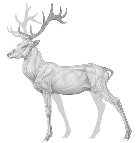 Stag Anatomy, Deer Legs Drawing, Deer Drawing Reference, Legs Drawing, Water Deer, Red Stag, Creature Fantasy, Deer Drawing, Anatomy Practice