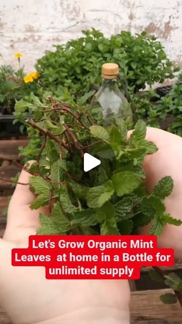 Mint Growing, How To Grow Mint, Grow Mint, Growing Mint, January 20, Mint Leaves, At Home, Mint, On Instagram