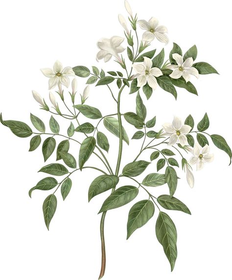 Jasmine Tattoo, Jasminum Officinale, Jasmine Candle, Jasmine Plant, Botanical Drawing, Stomach Cramps, Jasmine Oil, Jasmine Flower, Butterfly Drawing