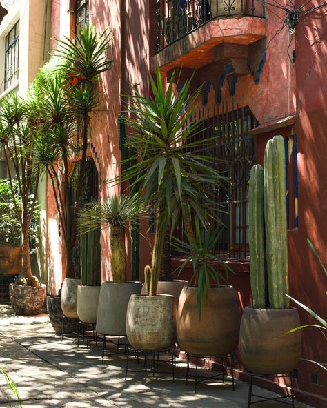 Beautiful streets of Mexico City #ciudaddemexico #travelphotography #mexicophotography #seemexico Mexico City Streets, Mexico City Home, Mexico Aesthetic Vintage, Mexico Streets, Mexico City Architecture, Mexico City Aesthetic, Mexican Magic, Mexico City Style, Condesa Mexico City