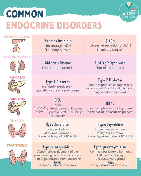 NurseInTheMaking® on Instagram: “Here are some common endocrine disorders! These will definitely pop up on your Med-surg exams & on the NCLEX. Save this post for…” Nursing School Prep, Nursing School Studying Cheat Sheets, Nursing School Life, Nursing School Essential, Nursing Study Guide, Nursing School Motivation, Nurse Study Notes, Nursing Mnemonics, Endocrine Disorders