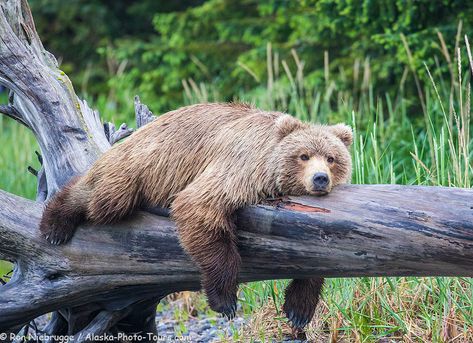 Brown bear taking a break, Lake Clark National Park, Alaska. Bears Photography, Bear Reference, Brown Bear Illustration, Giant Panda Bear, Bear Photo, Alaska Photography, Reference Photos For Artists, Bull Moose, Bear Photos