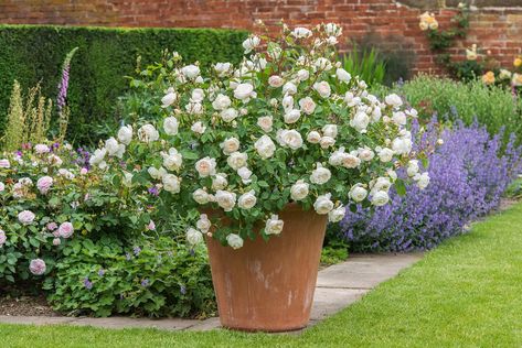 Desdemona Rose Review | David Austin 2015 - The Right Roses Rose Hedge, Deadheading Roses, Austin Rose, Rose Care, Types Of Roses, Shrub Roses, David Austin Roses, Rose Fragrance, Growing Roses