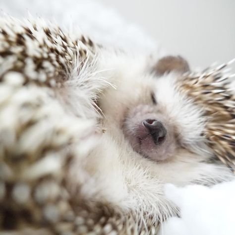 Awww a cute sleeping hedgehog 😍😍 Sleeping Hedgehog, Pet Hedgehog, Hedgehog Animal, Hedgehog Pet, Baby Hedgehog, Cute Hedgehog, Cute Animal Videos, Hedgehogs, Sweet Animals