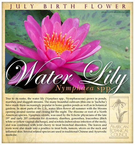 Water Lily Meaning, Lilies Meaning, July Birth Flowers, Lily Meaning, Mommy Daughter Tattoos, Benefits Of Water, Water Lily Tattoos, July Birth Flower, Paint Flowers