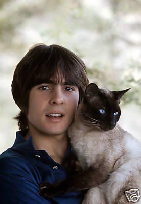 Davy Jones circa 1969 Davy Jones Monkees, Celebrities With Cats, Men With Cats, Swinging Sixties, Davy Jones, The Monkees, Cat People, Siamese Cats, Crazy Cat Lady