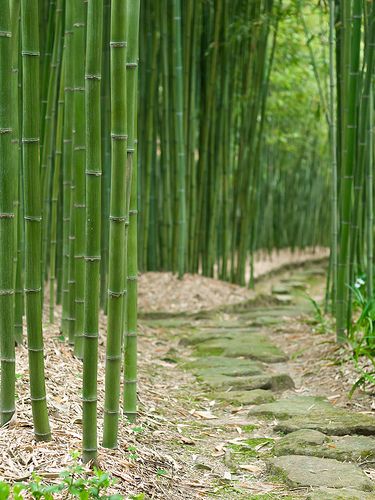 Bamboo Labyrinth, Japan.                              I would love to hear a bamboo forest in the wind. Bamboo Trees, Bamboo Grove, Bamboo Garden, Bamboo Forest, Japanese Gardens, Shade Garden, Beautiful Tree, Oh The Places Youll Go, Japanese Garden