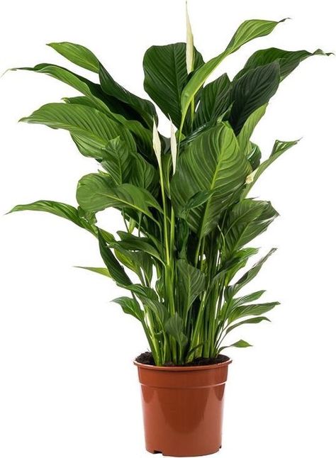 Media Sombra, Home Office Table, Peace Lily, Image Types, Indoor Plants, Plant Leaves, Home Office, Table Top, Lily