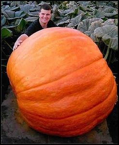 How to grow a giant pumkin! Gourd Vegetable, Giant Vegetable, Planting Pumpkins, Hot Pepper Seeds, Biggest Pumpkin, Large Pumpkins, Pumpkin Garden, Giant Pumpkin, Growing Pumpkins