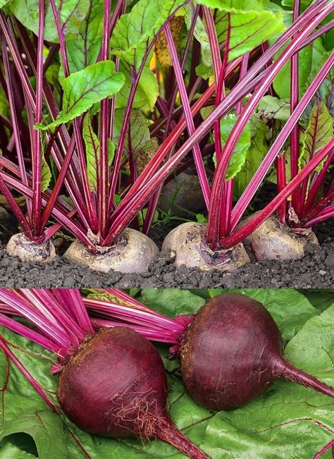 Planting and Growing Guide for Beetroot (Beta vulgaris), also known as beets, in home gardens Beetroot Plant, Beets Growing, Growing Beetroot, Plant Beets, Growing Hair Men, Beet Plant, Growing Beets, Vegetable Planting Guide, Grow Long Nails