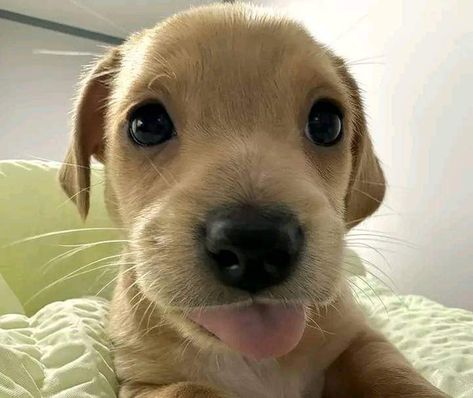 Silly Puppy Pictures, Dog Sticking Out Tongue, Puppy Funny Pictures, Fat Dogs Cute, Goofy Dog Pfp, Puppy Reaction Pic, Dog Sniffing Camera, Cute Puppy Pfp, Puppies Smiling