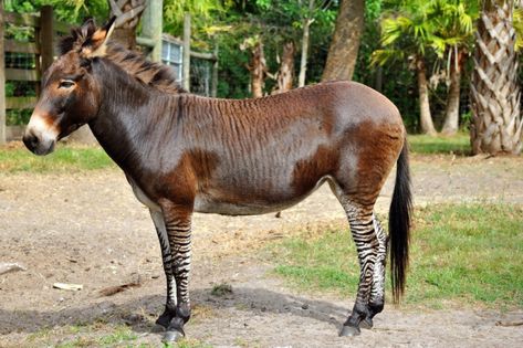 Get your silly on! You won’t believe these zany animals will wacky names that are totally true. Donkeys Funny, Horses Names, Funny Animal Names, Animals Name In English, Animal Names, A Donkey, Male Lion, Like A Lion, Animal Species