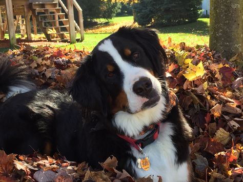 This is my cute Bernese mountain dog Axel Bernese Mountain Dog Fall, Bernese Mountain Dog Aesthetic, Burmese Mountain Dog, Cute Bernese Mountain Dog, Burmese Mountain Dogs, Entlebucher Mountain Dog, Bernese Dog, Puppy Pics, Dog Aesthetic