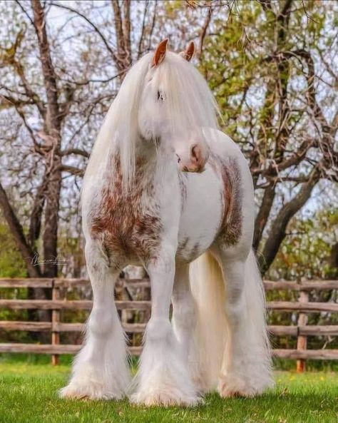 Animal Mashups, Horse Riding Quotes, Cute Horse Pictures, Beautiful Horse Pictures, Clydesdale Horses, Big Horses, Horse Aesthetic, Most Beautiful Horses, Appaloosa Horses