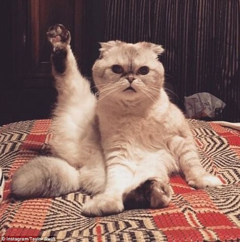 Ready and raring to go: Taylor Swift shared a hilarious Instagram snap of her cat Olivia 'stretching' for her upcoming stadium tour on Monday A Cat, Taylor Swift, Swift, Instagram