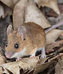 Mice Pictures, Funny Looking Animals, Ant Control, Harvest Mouse, Golden Fields, Natural Pesticides, Cute Mice, Field Mouse, Bug Control