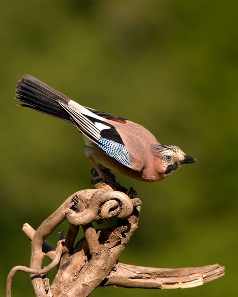 Eurasian jay (Garrulus glandarius) / Geai des chênes / Image by Fresco Photographie from flickr Eurasian Jay, Jay Feather, Jackdaw, Jay Bird, Australian Birds, Animal Totems, Animals Of The World, Art Reference Photos, Pretty Art