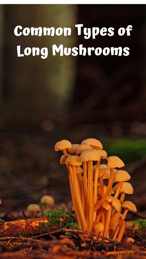 What are the common types of edible long mushrooms? Comprehensive list Green Recipes, Edible Mushrooms, Greens Recipe, The Common, Different Types, Stuffed Mushrooms, Green