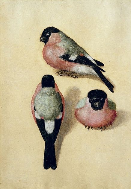 Albrecht Dürer ‘Three Studies of a Tree Bullfinch‘ 1543 watercolor. Albrecht Dürer, Bullfinch, Albrecht Durer, Woodcuts Prints, Art Et Illustration, Arte Animal, Art And Illustration, Rembrandt, Bird Art