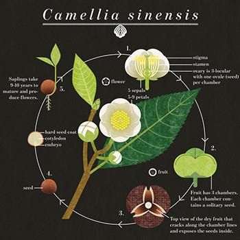 Photoshop Illustration Tutorial, Green Tea Plant, Tea Plant, Camellia Sinensis, Green Tea Benefits, Tea Culture, Herb Tea, Types Of Tea, Journal Art