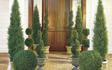 Topiary Ideas, Landscaping Entrance, Front Porch Planters, Juniper Tree, Privacy Plants, Porch Planters, Garden Entrance, Topiary Trees, Low Maintenance Landscaping