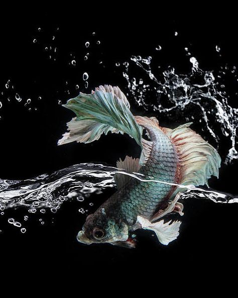 Fish Art Print featuring the photograph Splash by Shikhei Goh Advanced Higher Art, Higher Art, Drawing Refrences, Tate Modern Art, Duck Wallpaper, Wal Art, Sea Decor, Art Theme, The Photograph