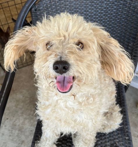 Murphy is an adoptable poodle searching for a forever family near Los Angeles, CA. Use Petfinder to find adoptable pets in your area. Terrier Mix Dogs, Two Year Olds, Terrier Mix, Forever Family, New Pictures, Dog Adoption, Keep Calm, Adoption, Angeles