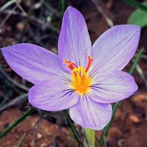 Saffron Crocus Planting Guide – Easy To Grow Bulbs Purple Lantana, Purple Crocus, Crocus Sativus, Saffron Crocus, Crocus Bulbs, Lilac Blossom, Crocus Flower, Amaryllis Bulbs, Fragrant Plant