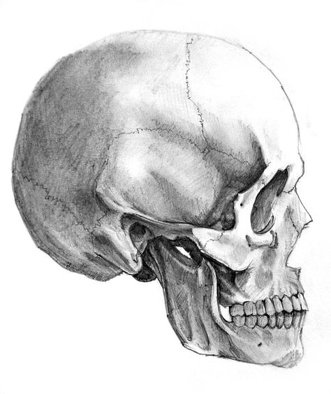 Skull side view by AlexandrosIII Sara Stewart, Skull Side View, Side View Drawing, Medical Drawings, Skull Sketch, Skull Art Drawing, Skulls Drawing, Anatomy For Artists, Skull Painting