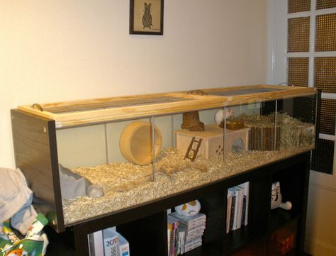 what a cozy and nice home. so many places to hang out in. Habitat Project, Ikea Detolf, Diy Rabbit Cage, Gerbil Cages, Hamsters As Pets, Hamster Diy, Habitats Projects, Hamster Life, Pet Rodents