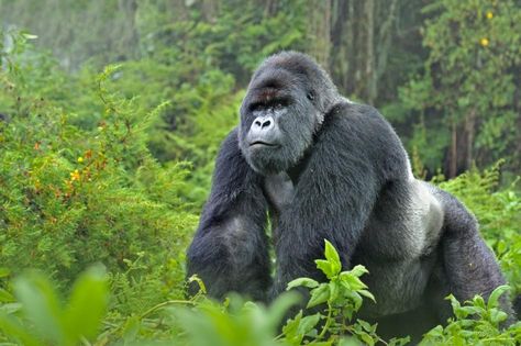 Eastern Gorilla, Big Gorilla, Angry Gorilla, Silverback Gorilla, Gorilla Trekking, Africa Wildlife, Mountain Gorilla, Great Ape, Wildlife Safari