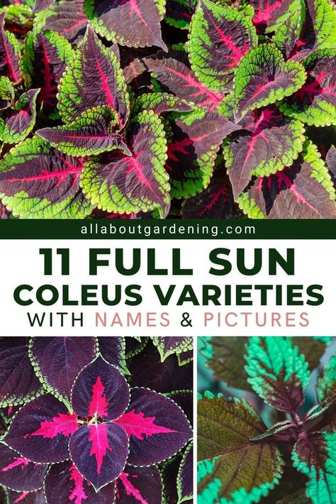 Sun Coleus, Full Sun Planters, Coleus Containers, Coleus Varieties, Full Sun Container Plants, Full Sun Flowers, Patio Flowers, Shade Garden Plants, Full Sun Perennials