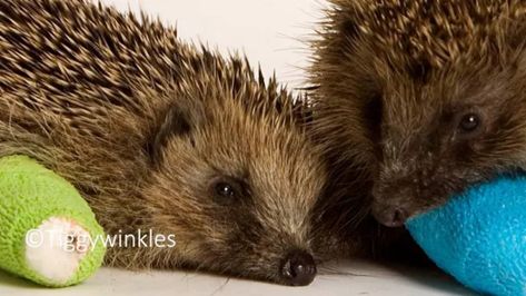 Tiggywinkles Wildlife Hospital Visitors | Day Out With The Kids Wildlife Hospital, Wheelchair Friendly, British Wildlife, Wildlife Park, Guide Dog, Work With Animals, Amphibians, Days Out, Special Places