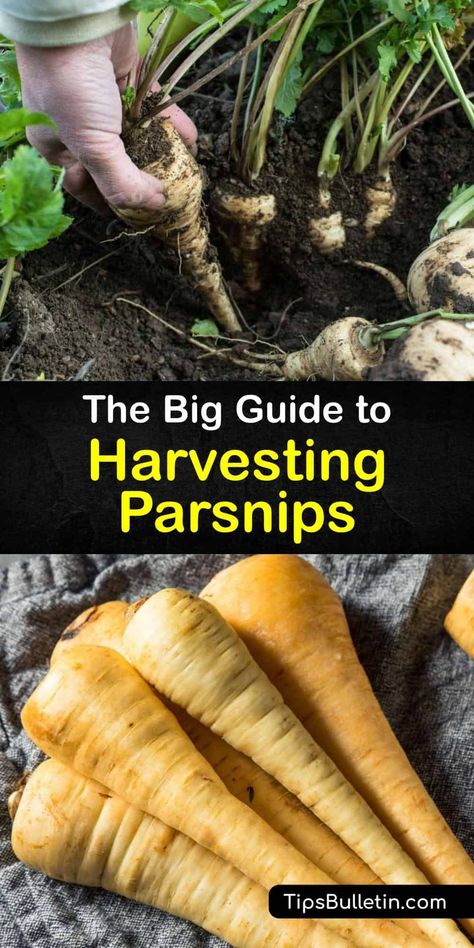 Discover how to plant parsnip seeds in early spring, care for them through the long growing season, and enjoy delicious parsnip roots into their second year. Like turnips and radishes, parsnips (Pastinaca sativa) are tasty root vegetables that are easy to grow at home. #harvest #parsnips Growing Parsnips, Carrot Bread Recipe, Carrot Cake Dessert, Carrot Cake Recipe Healthy, Carrot Recipe, Cake Carrot, Carrot Cake Recipe Easy, Creamy Asparagus, Vegetable Benefits