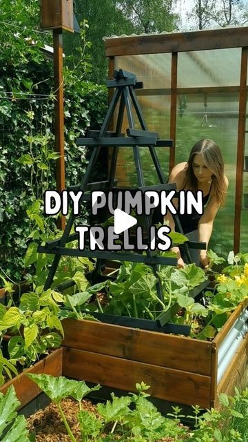 Pumpkin Vine Trellis, Pumpkin Trellis Ideas Diy, Growing Pumpkins On A Trellis, Pumpkin Growing Trellis, Pumpkins Trellis, Grow Pumpkins Vertically, Growing Pumpkins Vertically, Pumpkin Trellis Ideas, Tower Garden Diy