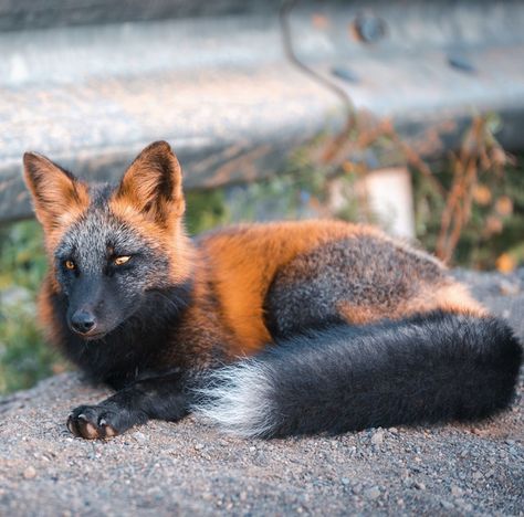 Cross Fox, Foxes Photography, Black Fox, Orange Fox, Wild Dogs, Cute Fox, Red Fox, Cats Dogs, Bored Panda