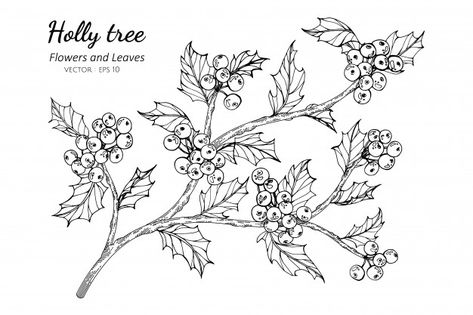 Holly Tree Tattoo, Holly Flower Drawing, Holly Berry Drawing, Holly Tattoo Flowers, Holly Drawing, Berry Drawing, Holly Flower, Holly Plant, Botanical Inspiration