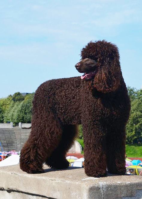 Rölli (Woodrock’s Wreck-It Ralph) Loved by Nina Kujala - Irish Water Spaniel - IWSCA Dogs Doodle, Dog Types, Water Spaniel, Irish Water Spaniel, Rare Dogs, All Breeds Of Dogs, Animal Inspiration, Spaniel Breeds, Dog Games