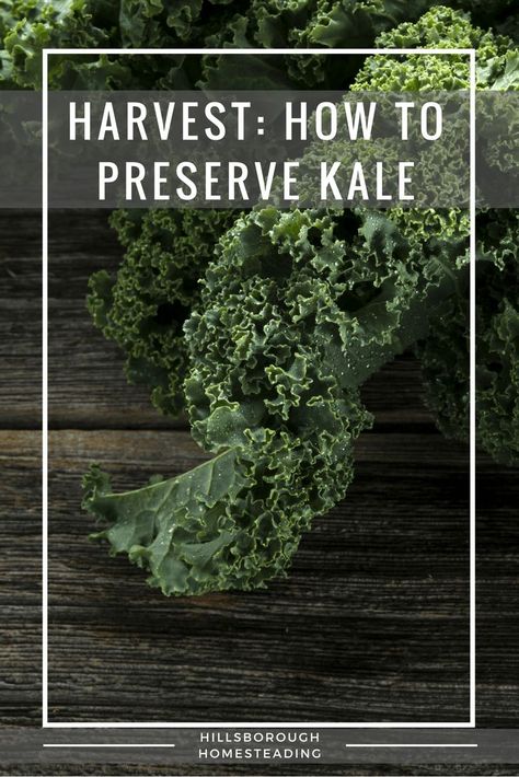 Got too much kale? Here are the top 3 ways to preserve it! Preserve Kale, Make Peppermint Oil, Harvesting Kale, Growing Kale, Modern Homestead, Healty Dinner, Green Gardens, Homestead Life, Homestead Ideas