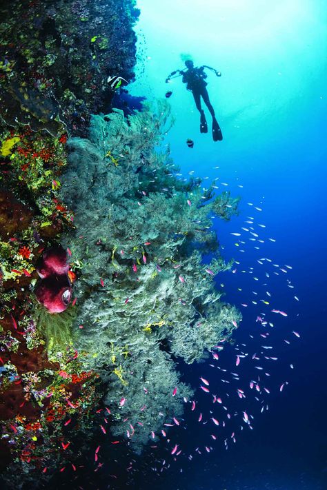 Top 100 Destination: The Philippines | Scuba Diving Philippines Diving, Scuba Diving Philippines, Scuba Dive Great Barrier Reef, Scuba Diving Coral Reef, Scuba Diving Bali, Scuba Diving With Dolphins, Undersea World, Palawan, Open Water