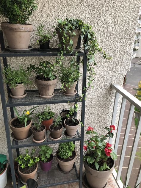 Small Balcony Plant Ideas, Apartment Vegetable Garden, Balcony Decoration Ideas, Balcony Herb Gardens, Balcony Garden Ideas, Balcony Decoration, Garden Plant Stand, Small Balcony Garden, Potted Plants Outdoor