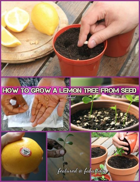 How To Grow a Lemon Tree From Seed Lemon Tree From Seed, Grow Lemon, Growing Lemon Trees, Lemon Seeds, How To Grow Lemon, Veg Garden, Growing Fruit, Fruit Garden, Lemon Tree